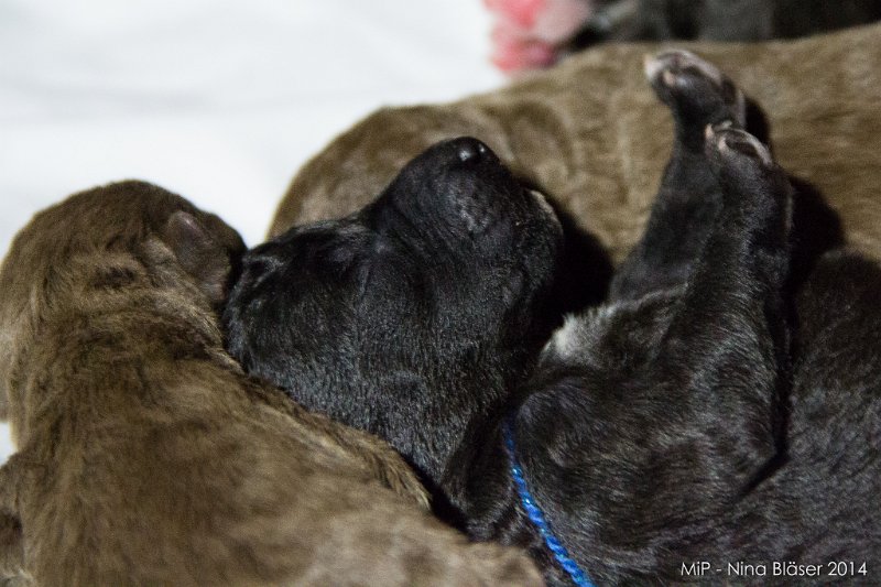 2014-02-05 Welpen Svet & Ruby-1469.jpg - Day 3